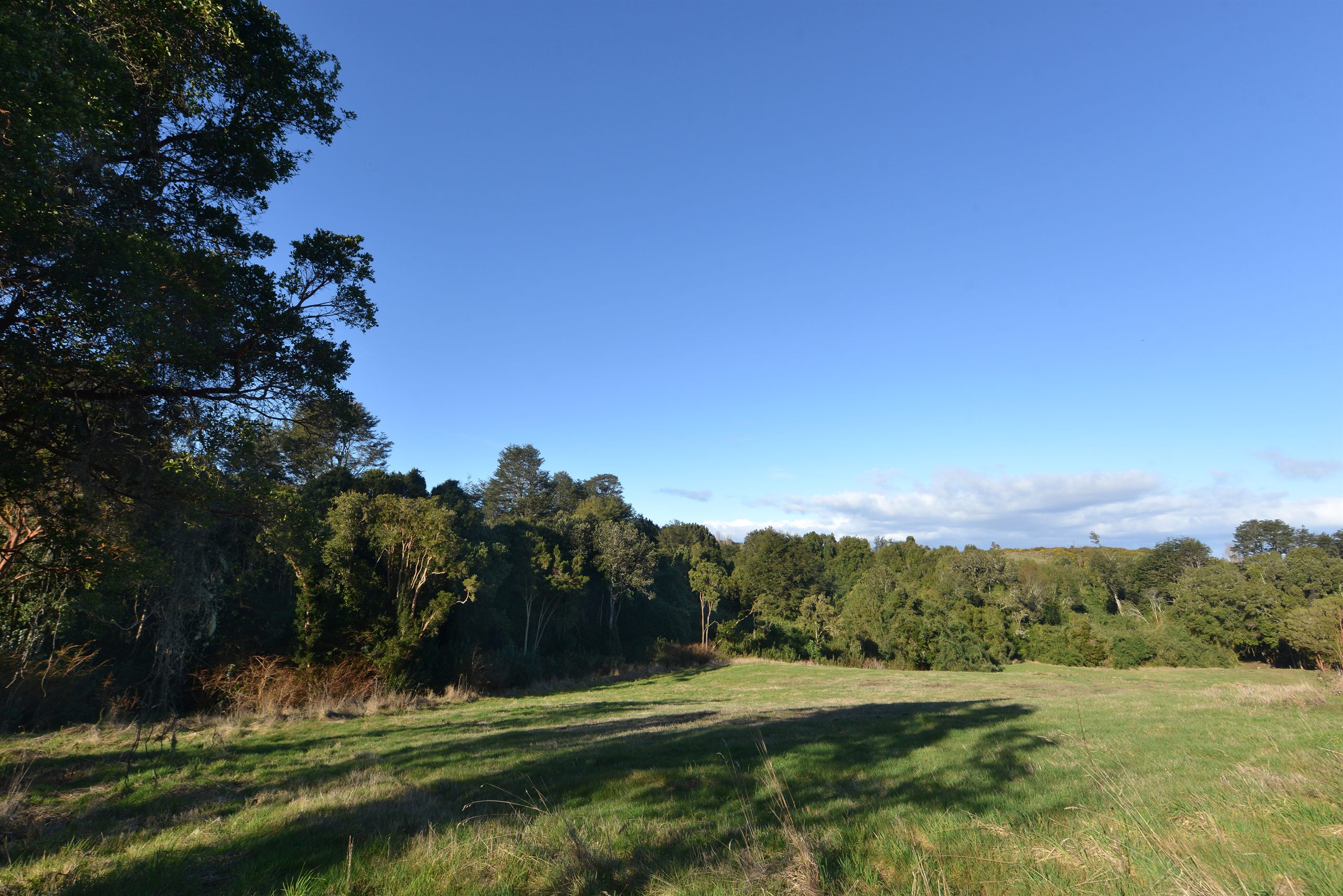 Bosques de Ducán — bosque nativo, sector Ducán, comuna de Castro, Chiloé