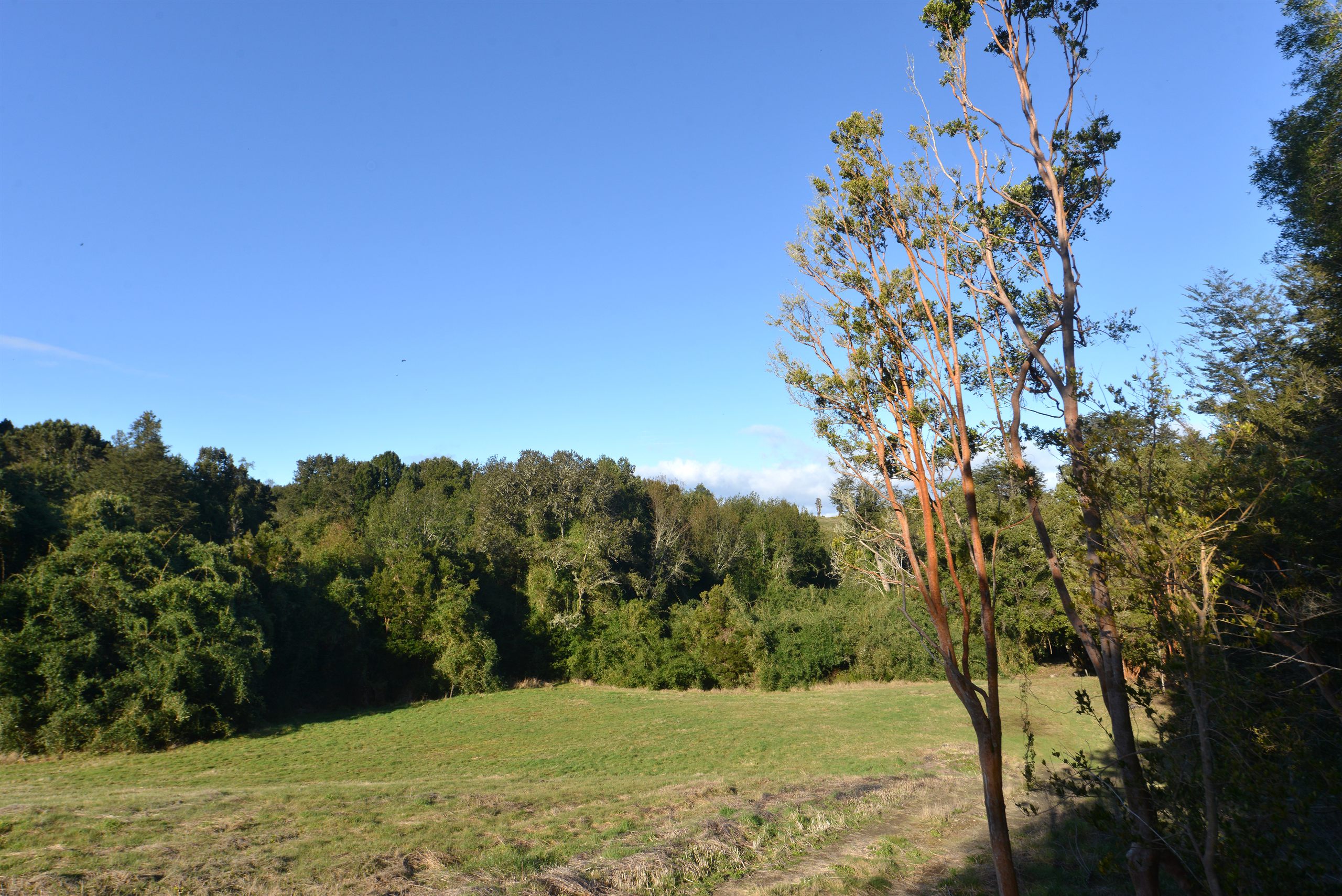 Bosques de Ducán — bosque nativo, sector Ducán, comuna de Castro, Chiloé