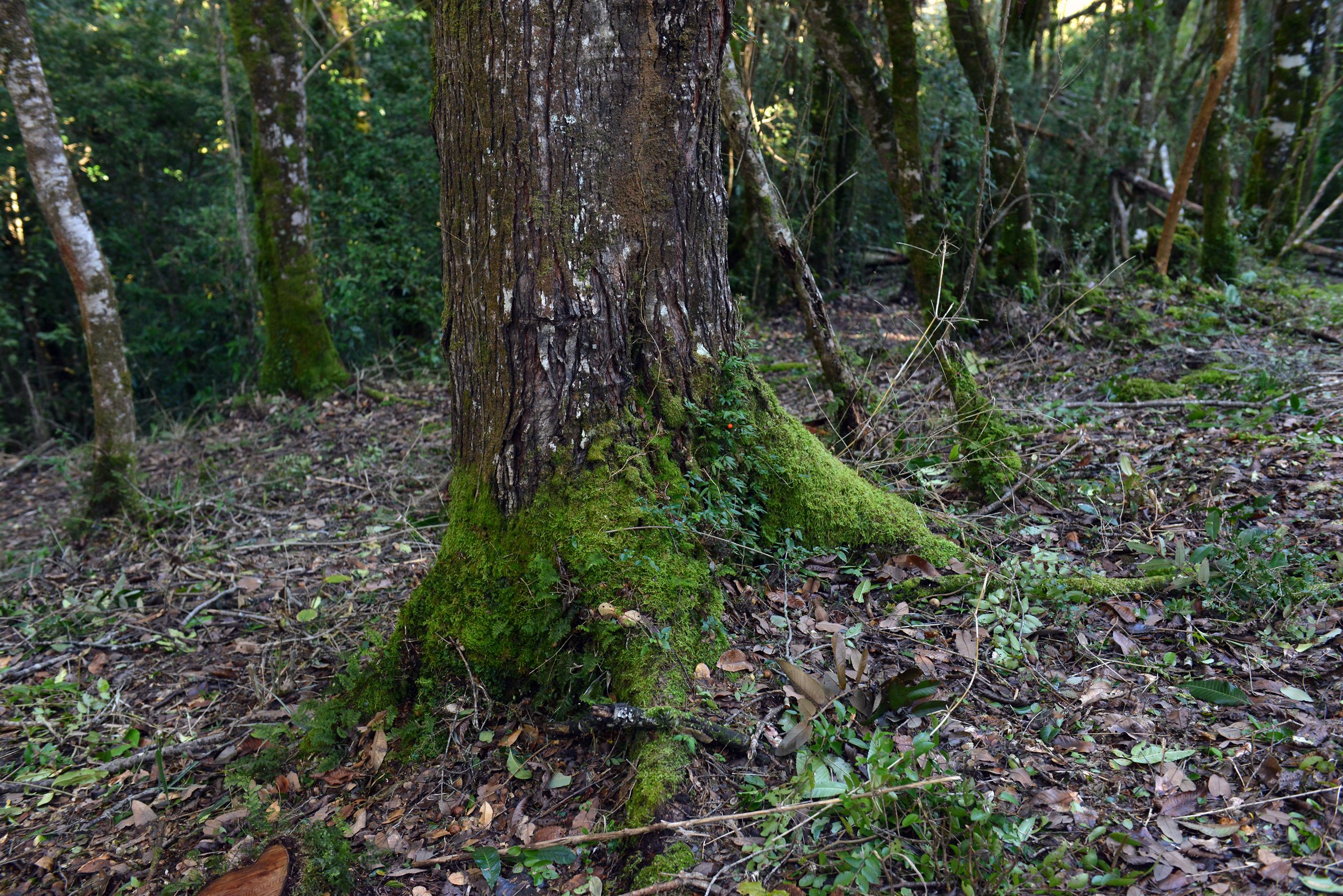 Bosques de Ducán — bosque nativo, sector Ducán, comuna de Castro, Chiloé