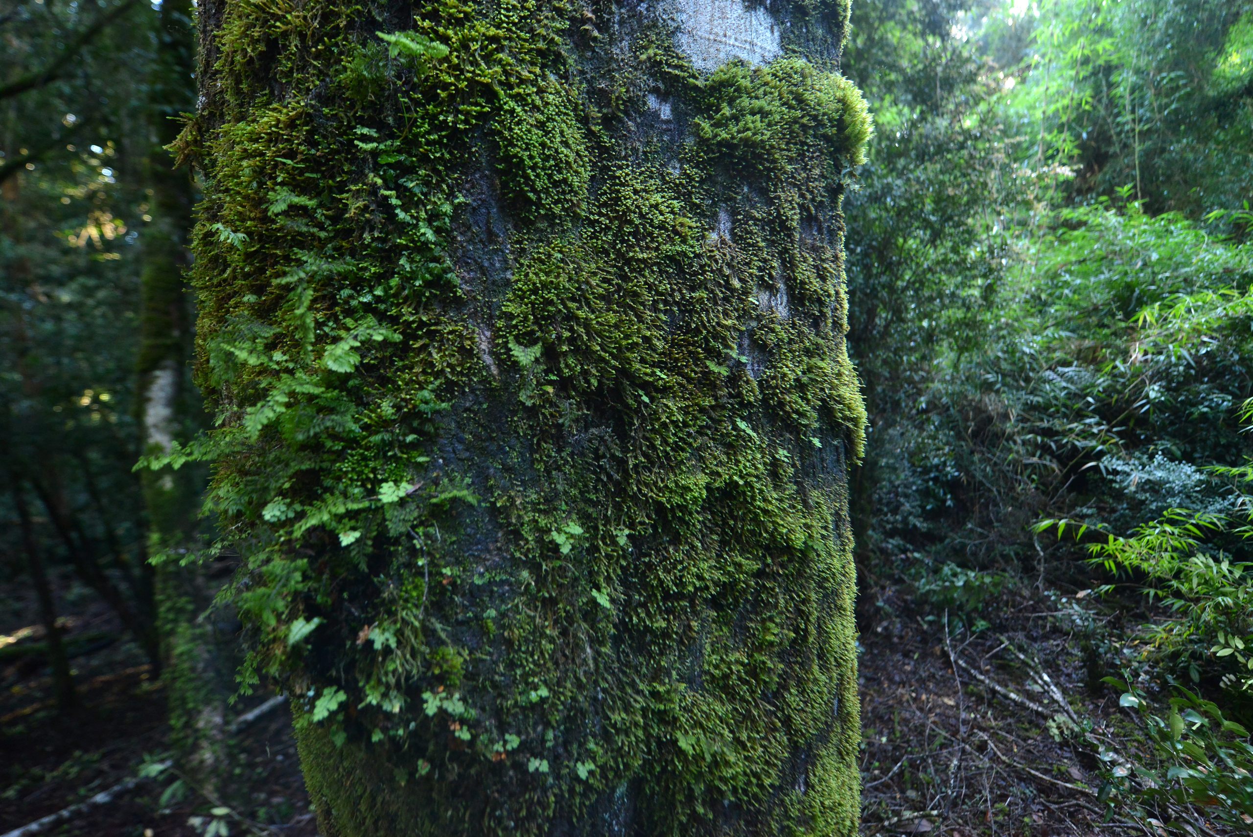 Bosques de Ducán — bosque nativo, sector Ducán, comuna de Castro, Chiloé