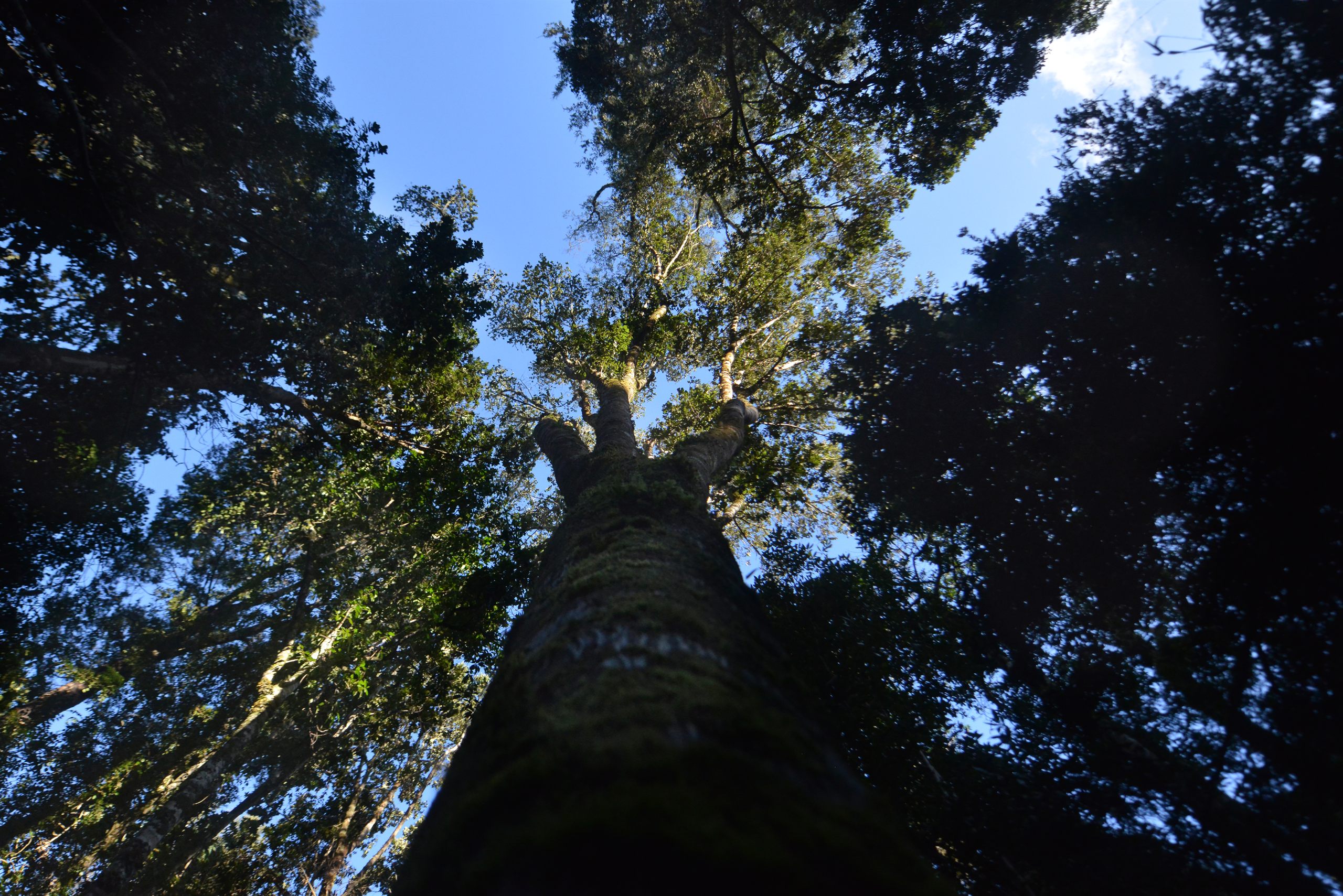 Bosques de Ducán — bosque nativo, sector Ducán, comuna de Castro, Chiloé
