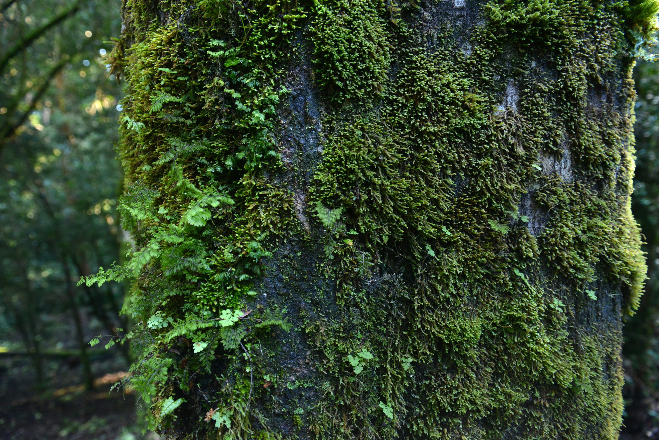Bosques de Ducán — bosque nativo, sector Ducán, comuna de Castro, Chiloé