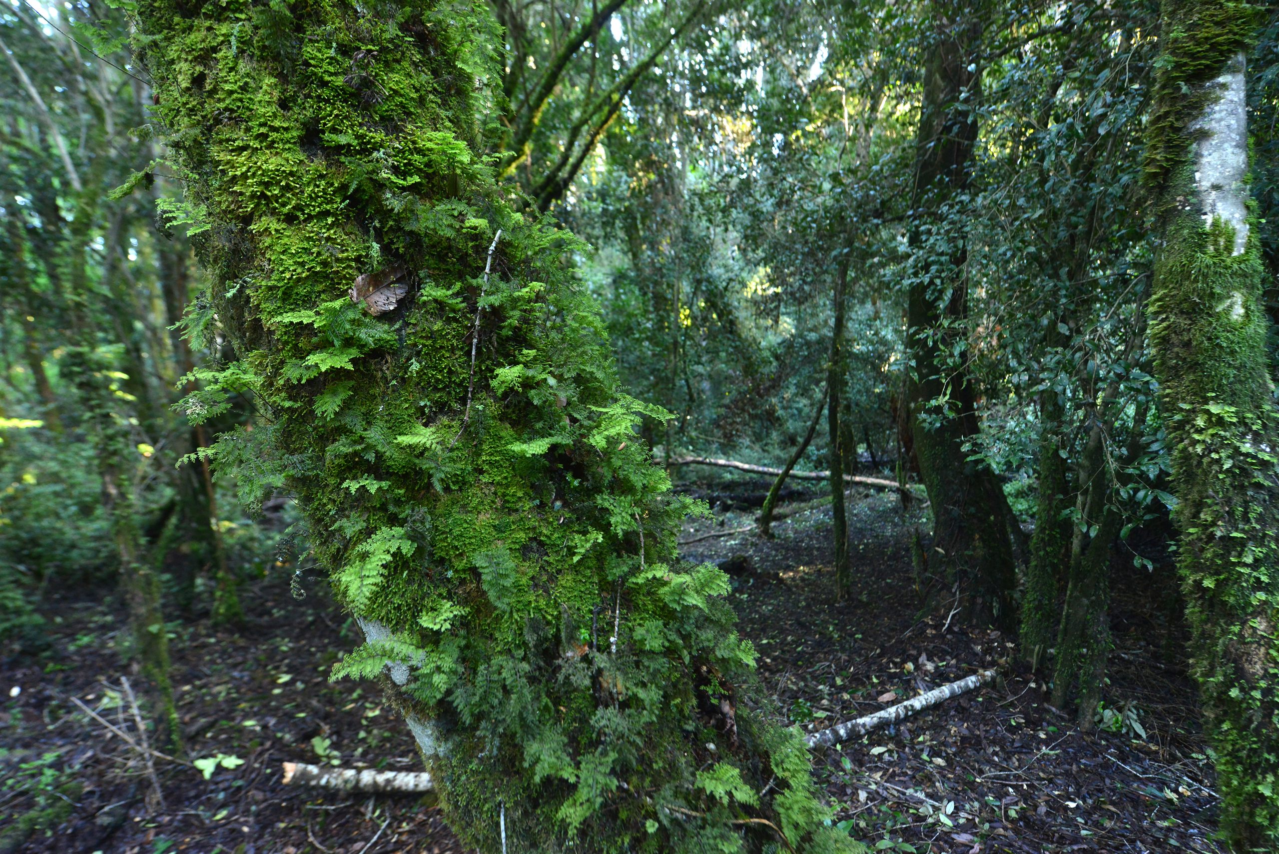 Bosques de Ducán — bosque nativo, sector Ducán, comuna de Castro, Chiloé