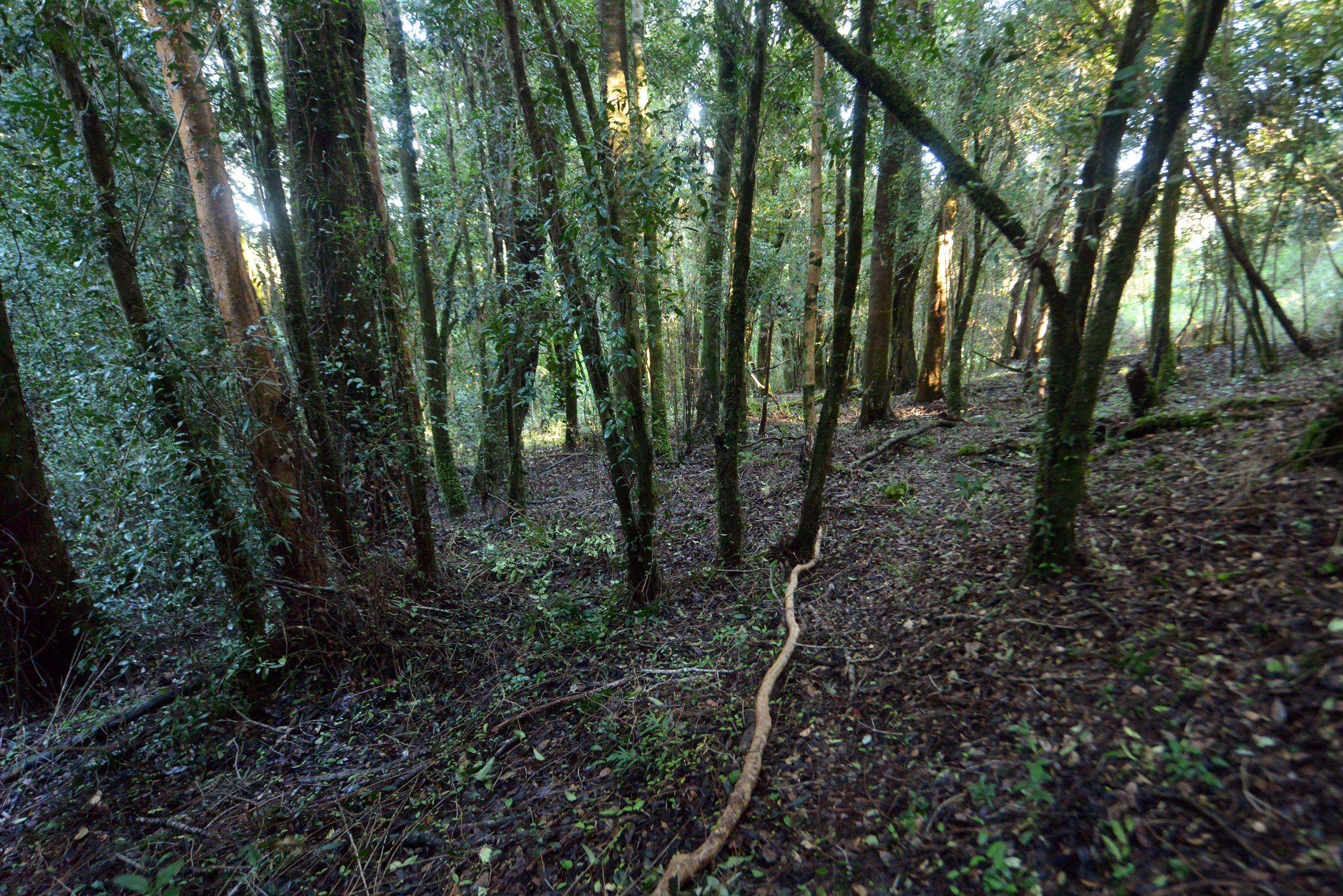 Bosques de Ducán — bosque nativo, sector Ducán, comuna de Castro, Chiloé