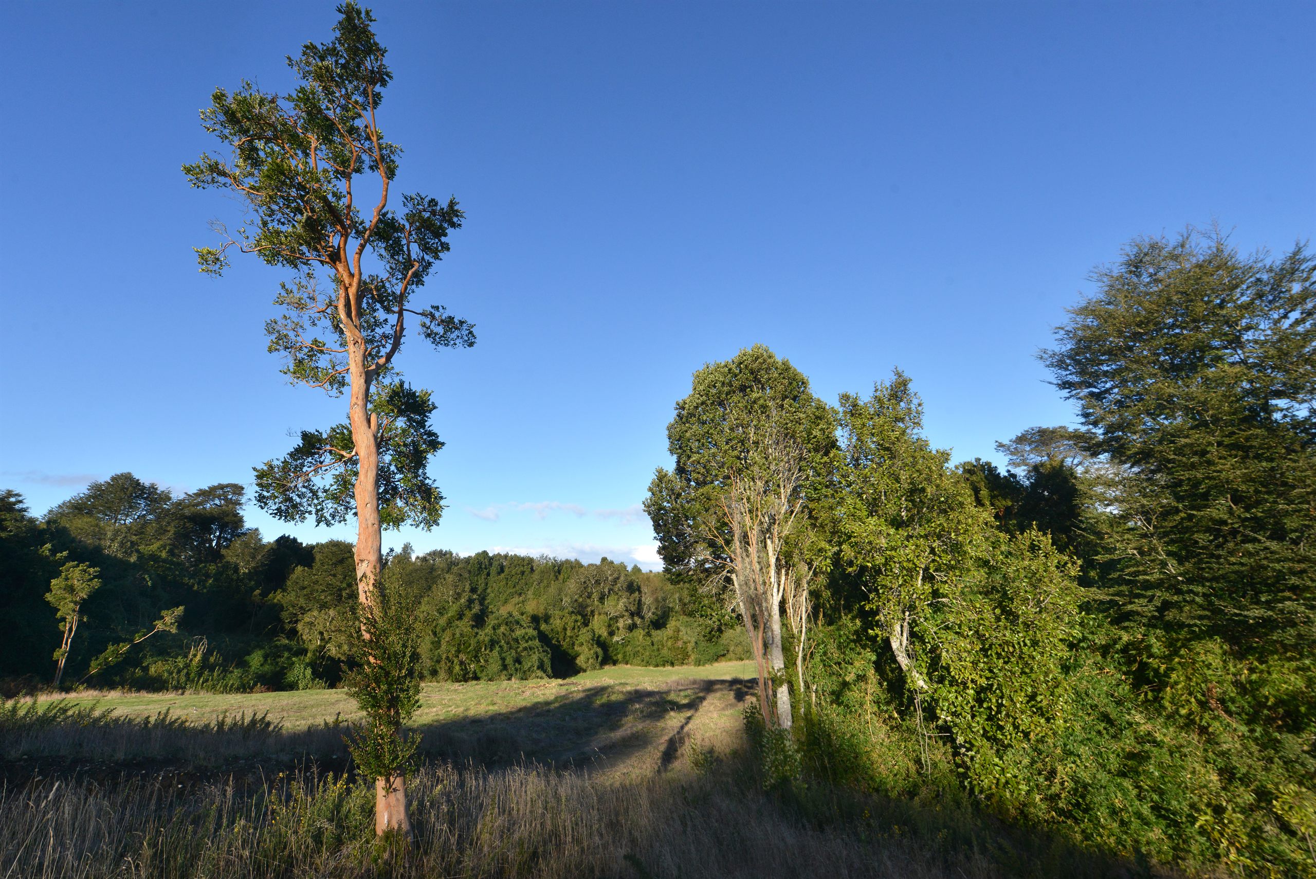 Bosques de Ducán — bosque nativo, sector Ducán, comuna de Castro, Chiloé